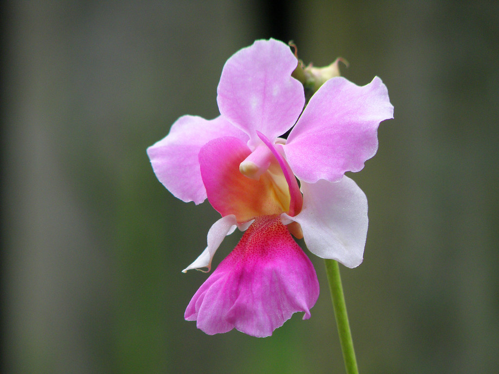 national flower of Singapore